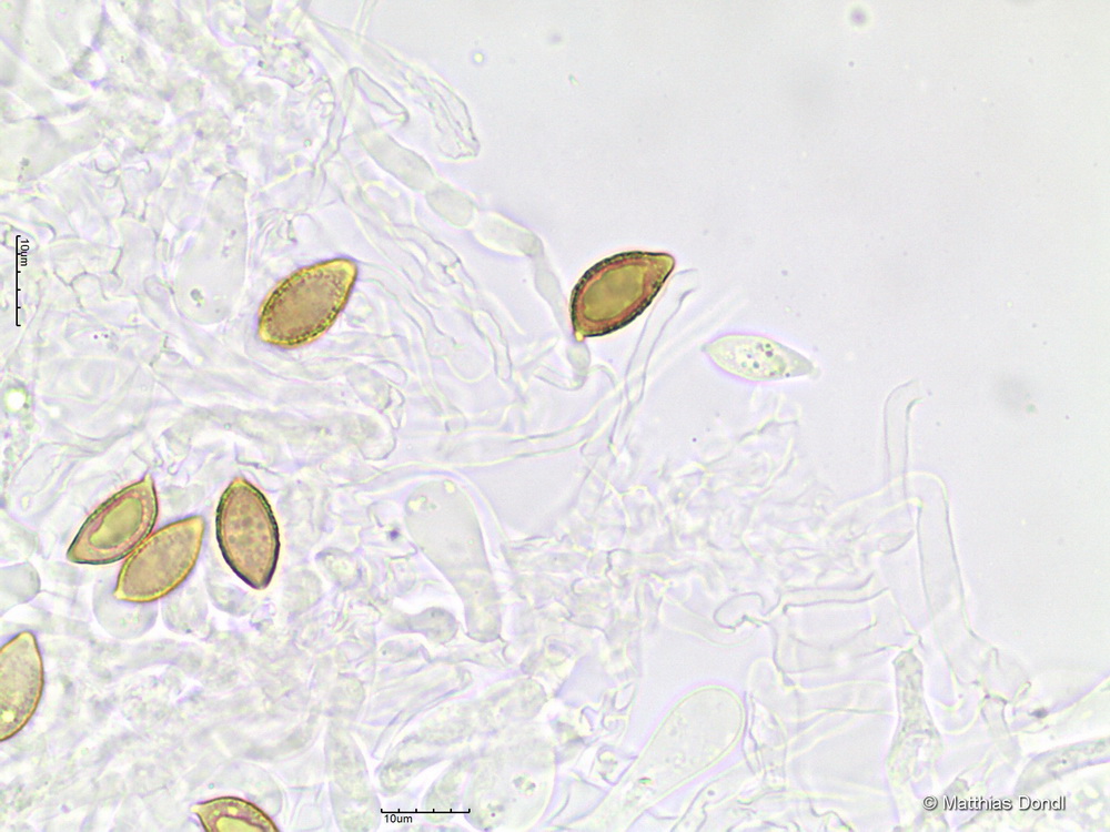 Hebeloma cavipes Huijsman