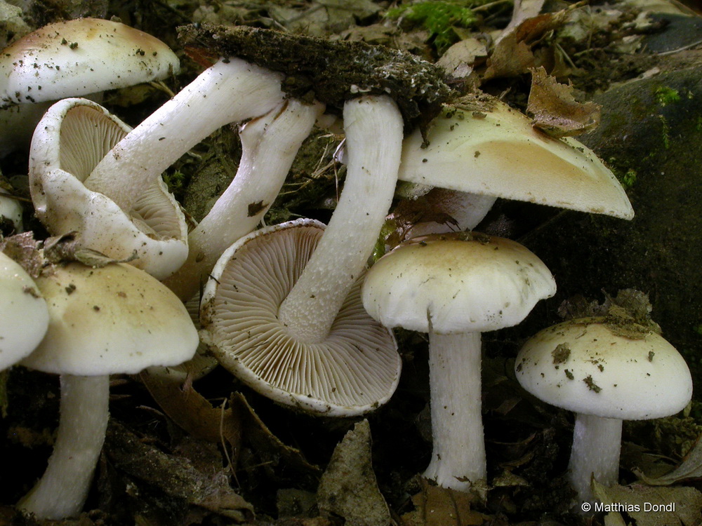 Hebeloma crustuliniforme (Bll.) Quèl.
