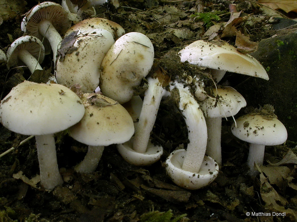 Hebeloma crustuliniforme (Bll.) Quèl.