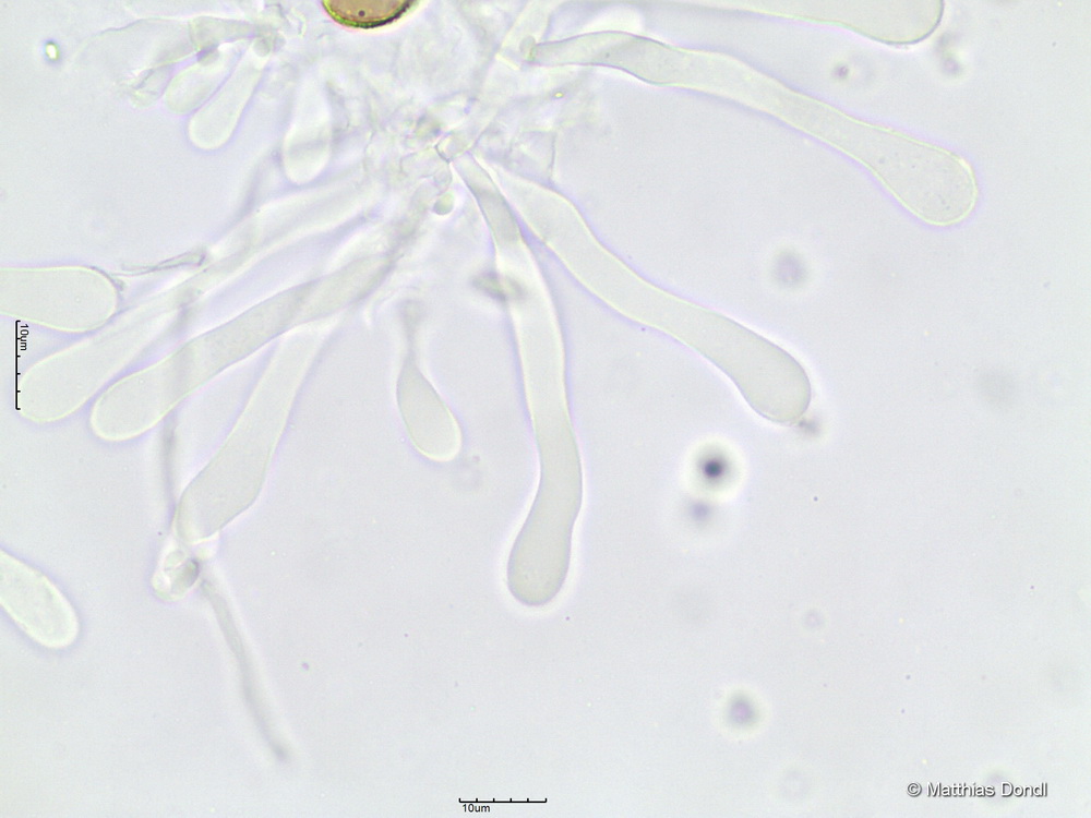 Hebeloma crustuliniforme (Bll.) Quèl.