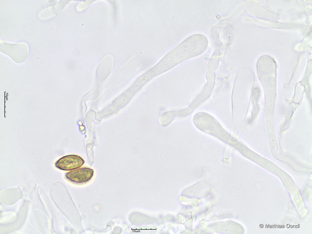 Hebeloma crustuliniforme (Bll.) Quèl.
