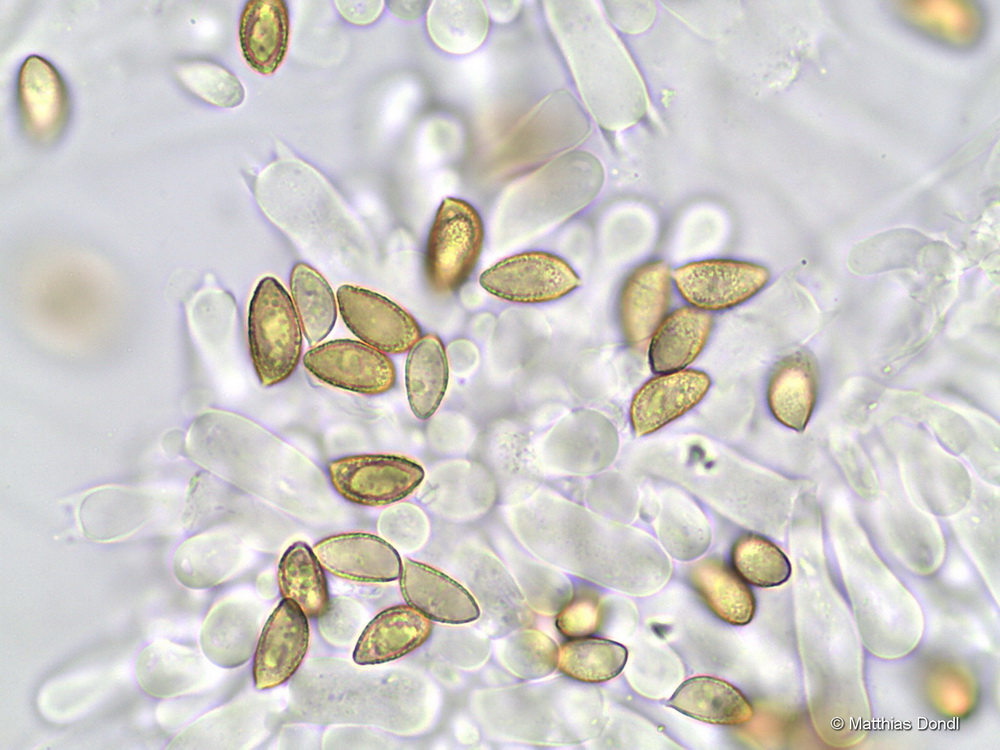 Hebeloma crustuliniforme (Bll.) Quèl.