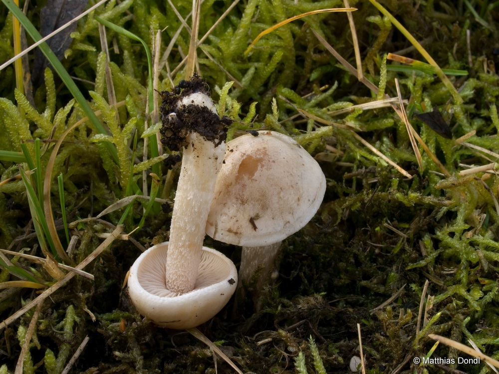 Hebeloma aanenii Beker, Vesterh. & U.Eberh.