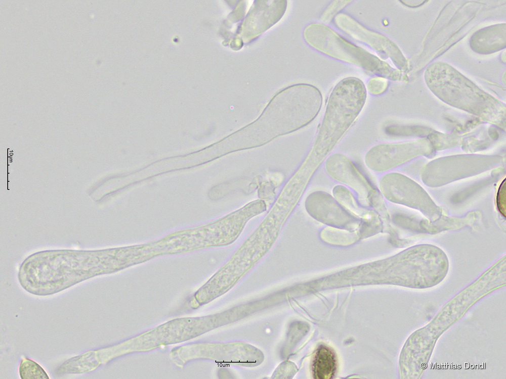 Hebeloma aanenii Beker, Vesterh. & U.Eberh.
