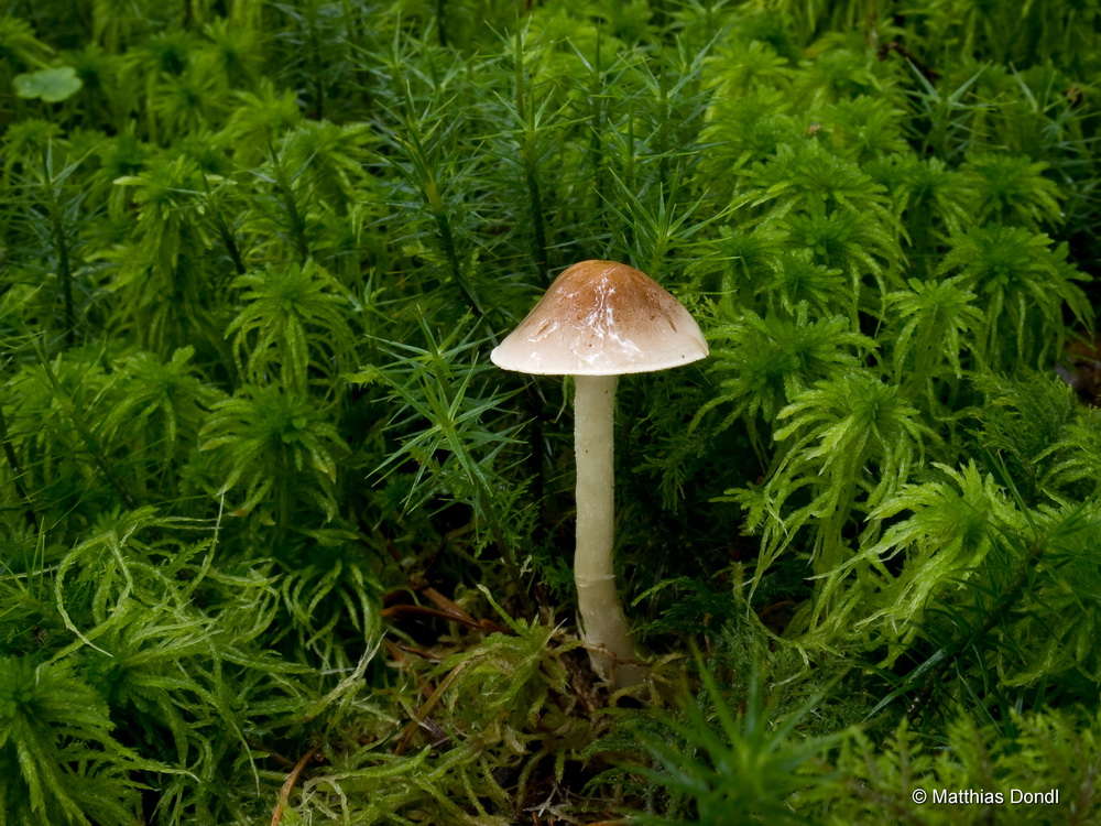 Hebeloma incarnatulum A. H. Sm. 