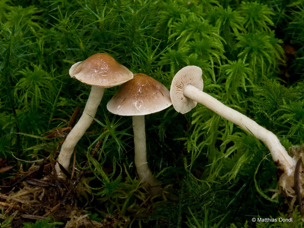 Hebeloma incarnatulum A. H. Sm. 