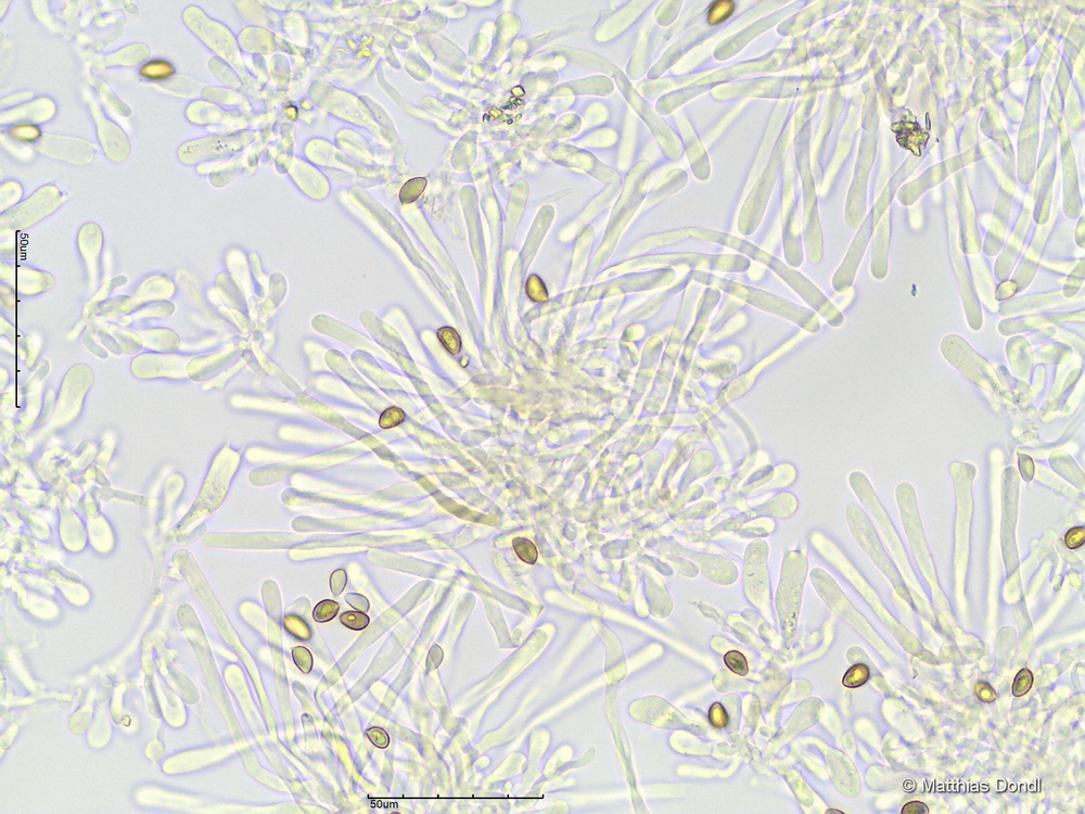 Hebeloma incarnatulum A. H. Sm. 