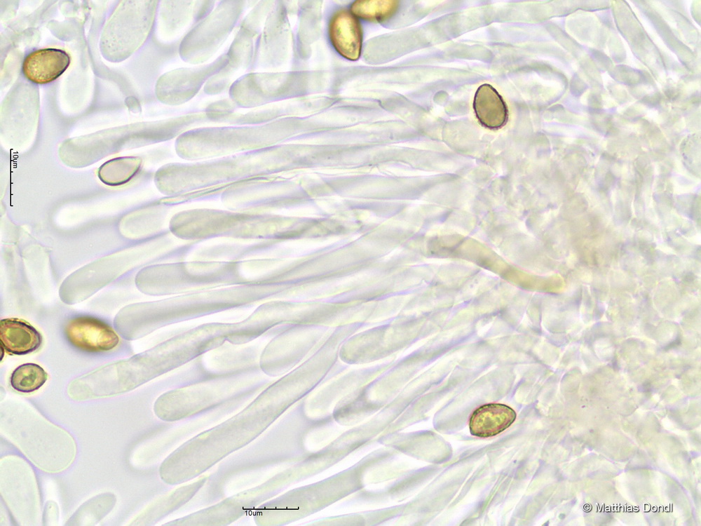 Hebeloma incarnatulum A. H. Sm. 