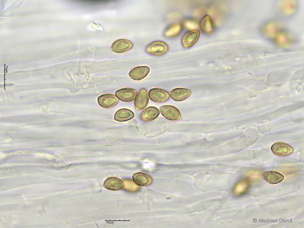 Hebeloma incarnatulum A. H. Sm. 