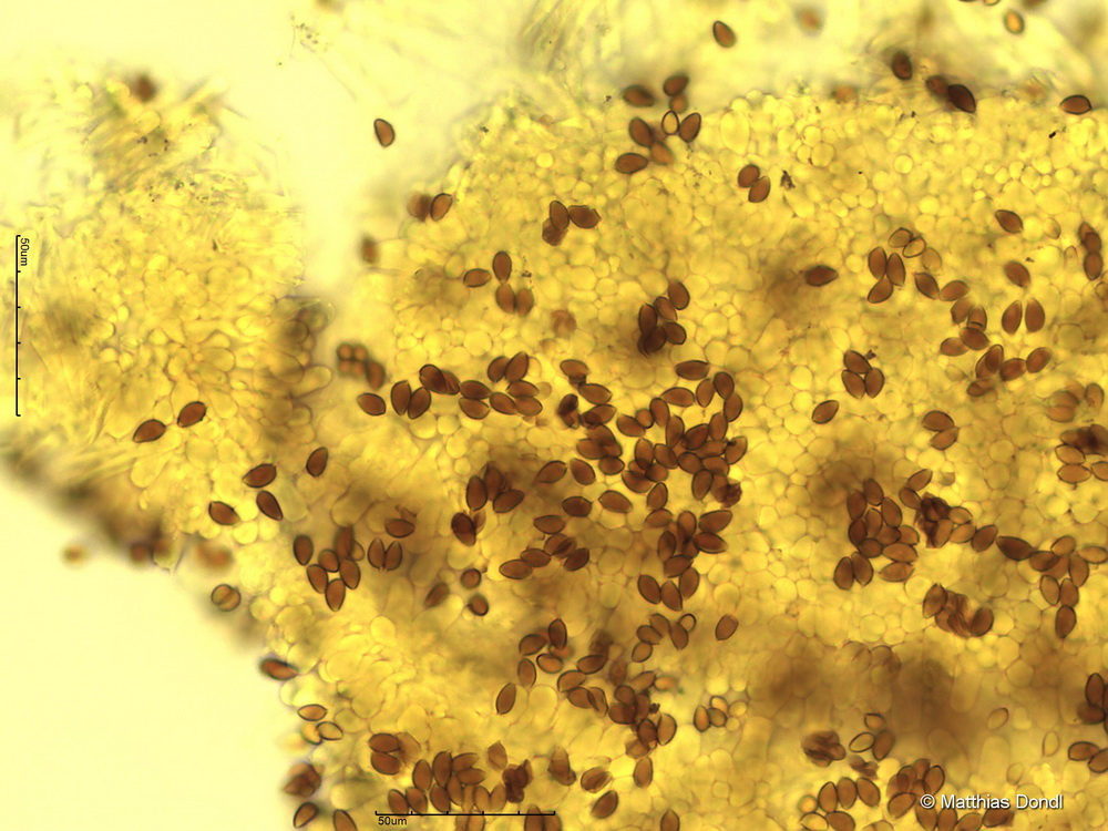 Hebeloma incarnatulum A. H. Sm. 