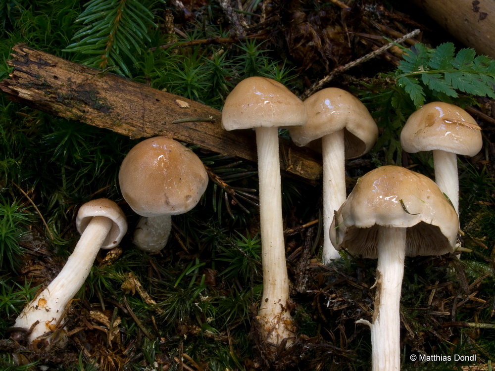 Hebeloma incarnatulum A. H. Sm. 
