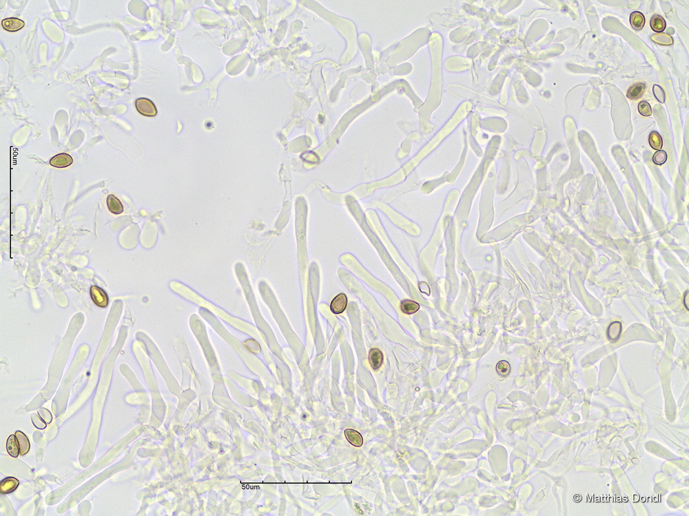 Hebeloma incarnatulum A. H. Sm. 