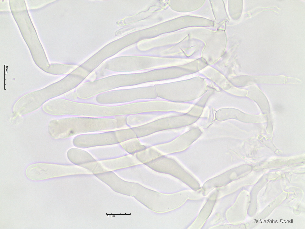Hebeloma incarnatulum A. H. Sm. 