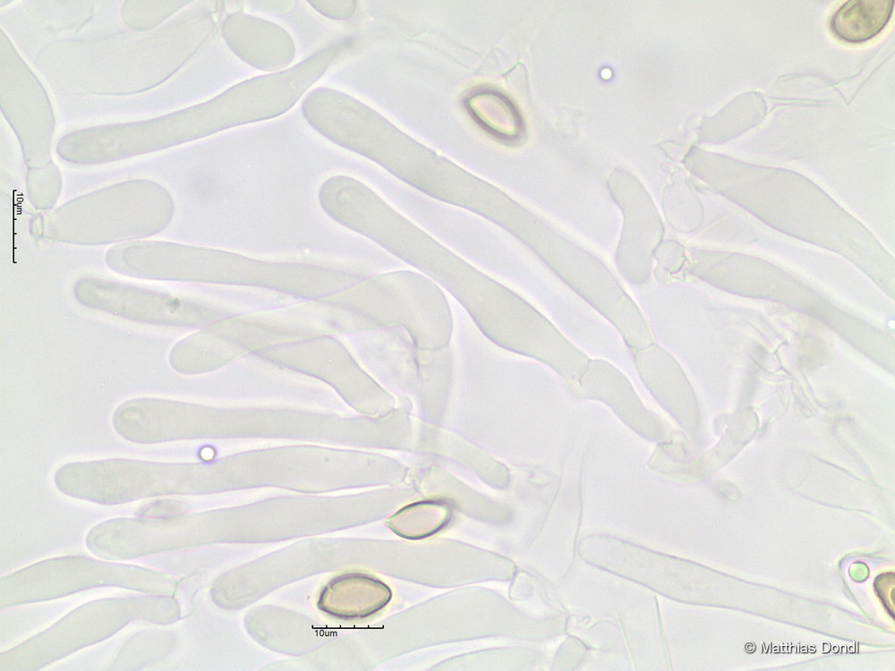 Hebeloma incarnatulum A. H. Sm. 