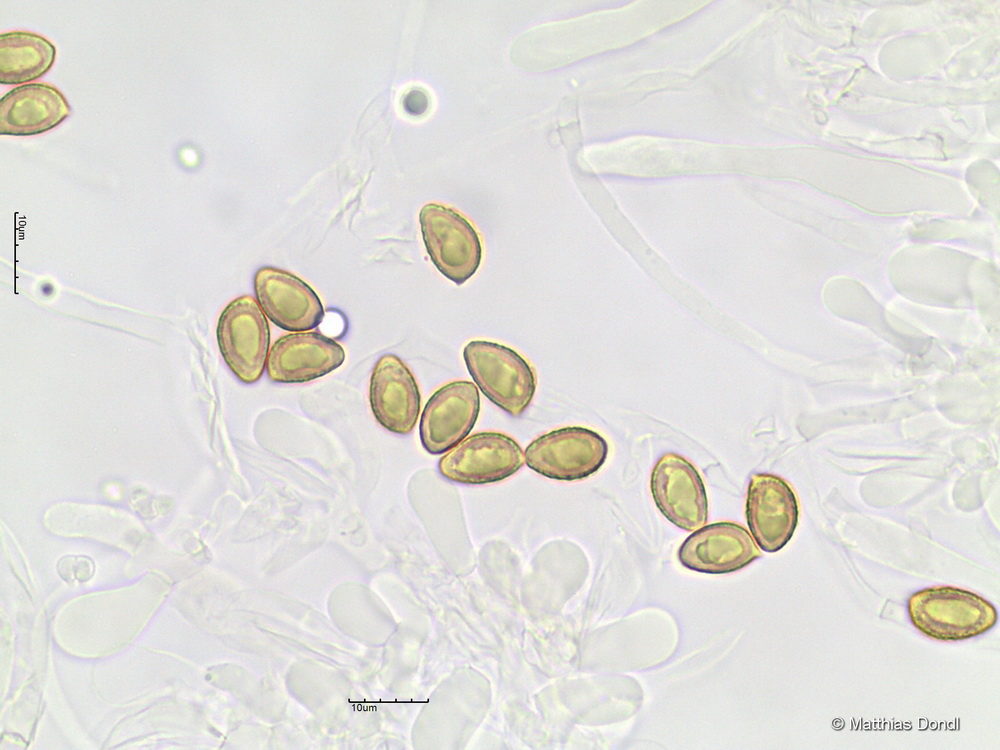 Hebeloma incarnatulum A. H. Sm. 