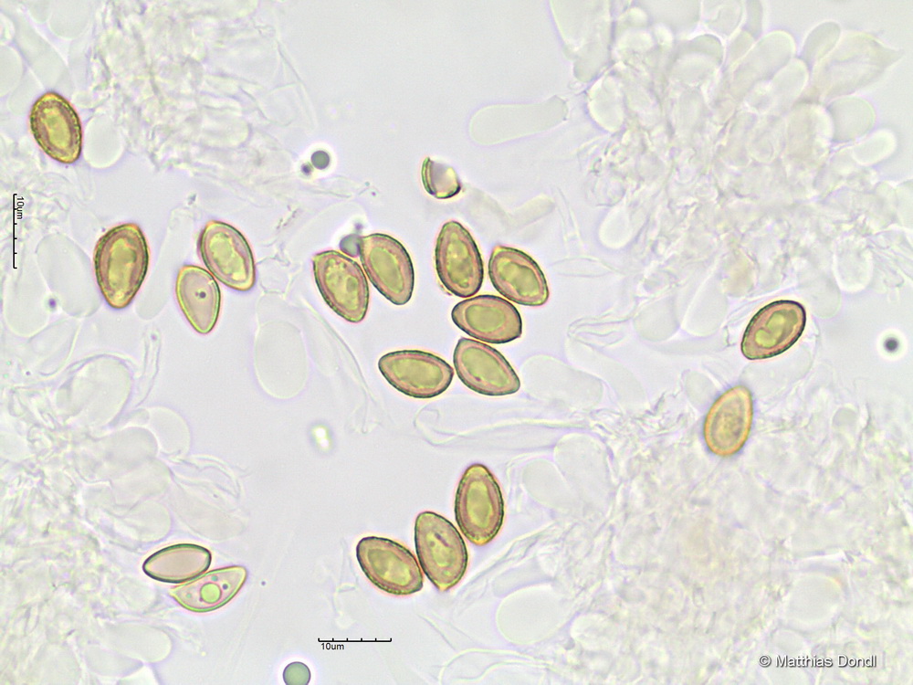 Hebeloma incarnatulum A. H. Sm. 