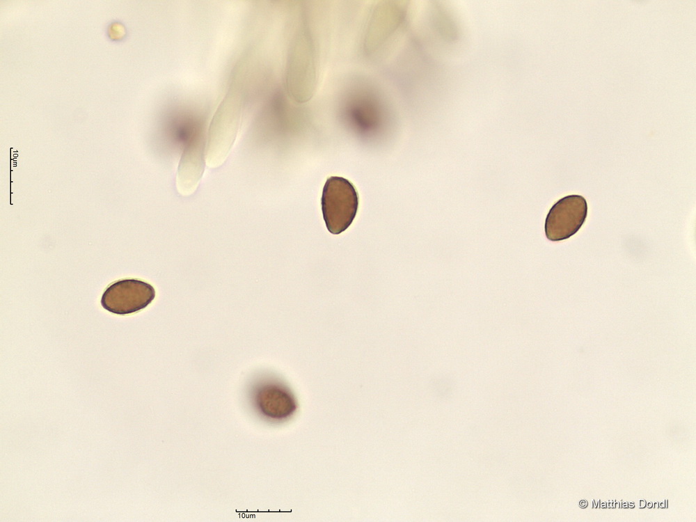 Hebeloma incarnatulum A. H. Sm. 