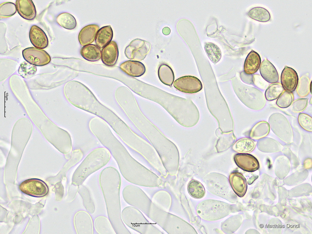 Hebeloma leucosarx P.D. Orton