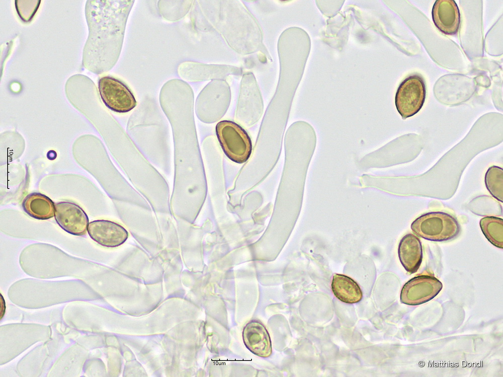 Hebeloma leucosarx P.D. Orton