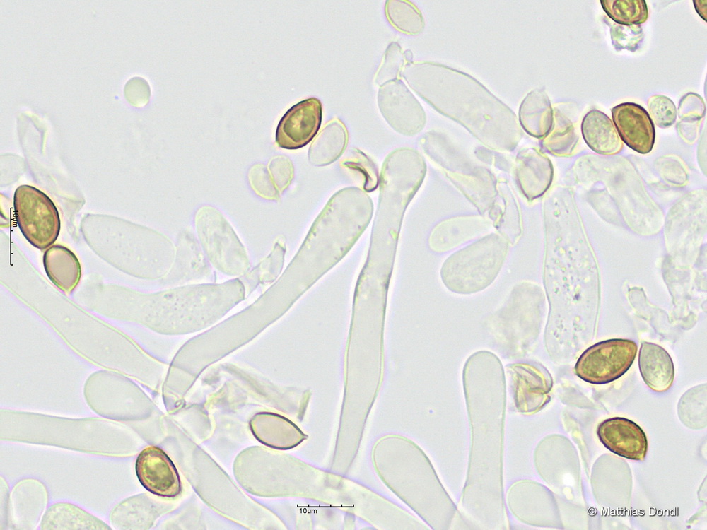Hebeloma leucosarx P.D. Orton
