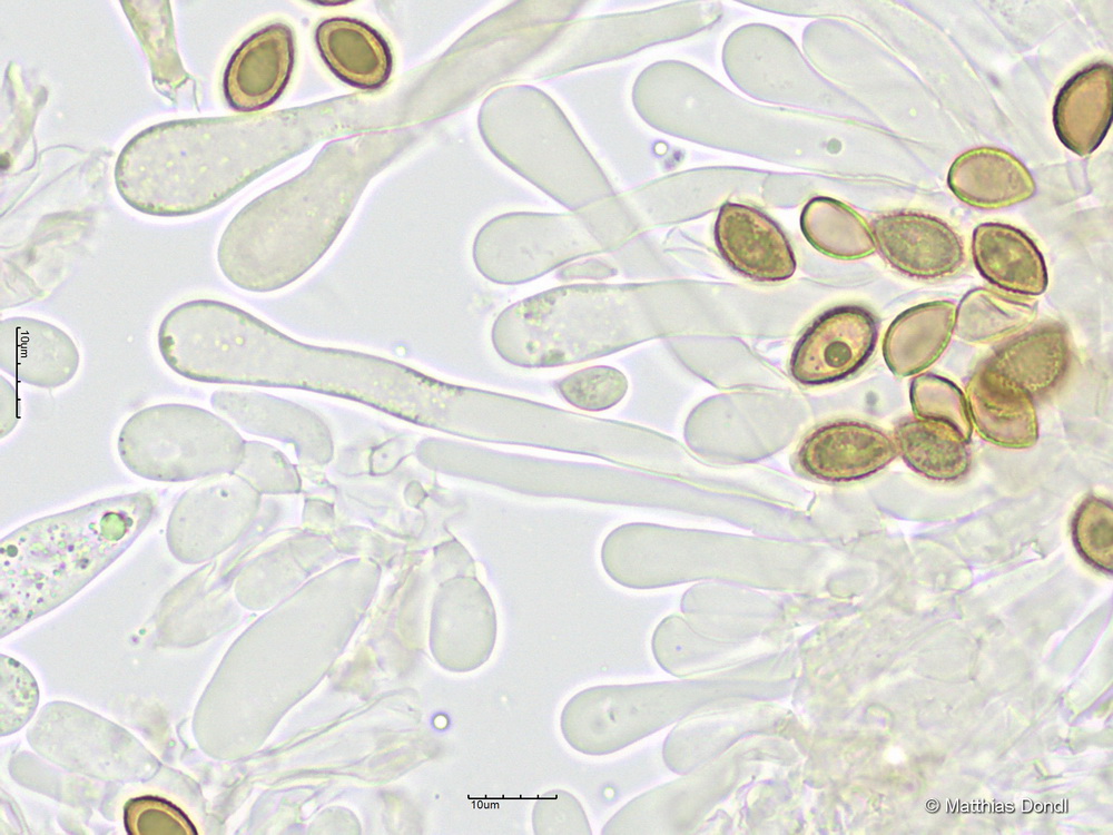 Hebeloma leucosarx P.D. Orton