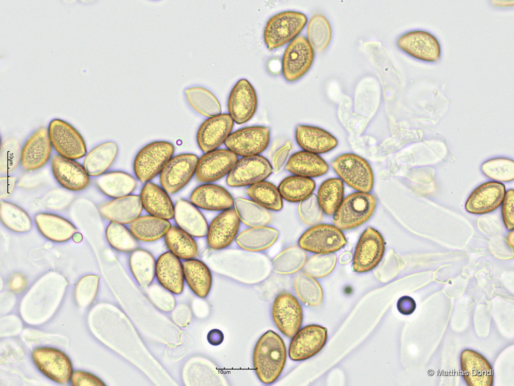 Hebeloma leucosarx P.D. Orton
