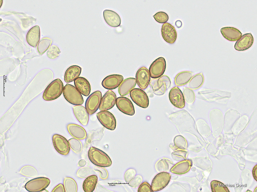 Hebeloma leucosarx P.D. Orton