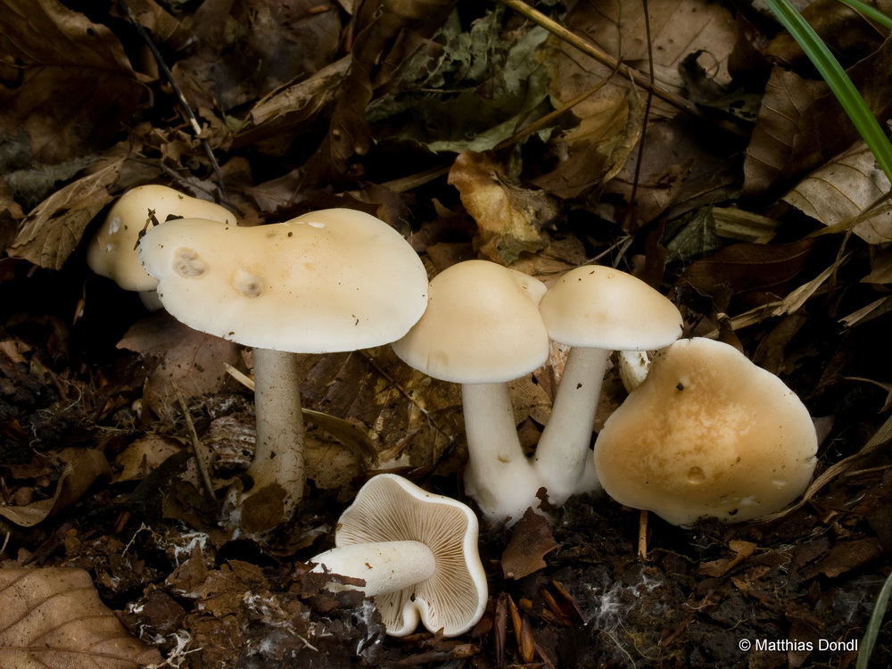 Hebeloma pseudofragilipes Beker, Vesterh. & U.Eberh.