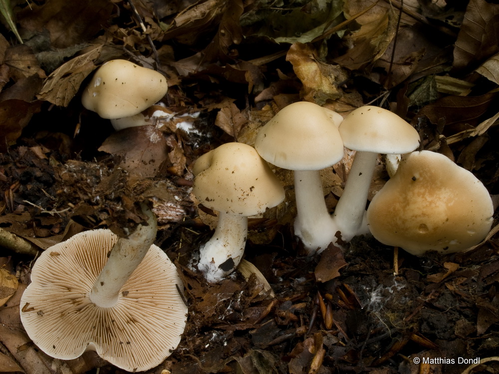 Hebeloma pseudofragilipes Beker, Vesterh. & U.Eberh.