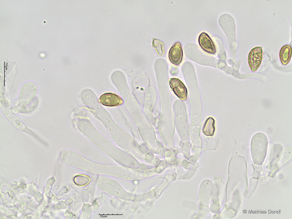 Hebeloma pseudofragilipes Beker, Vesterh. & U.Eberh.