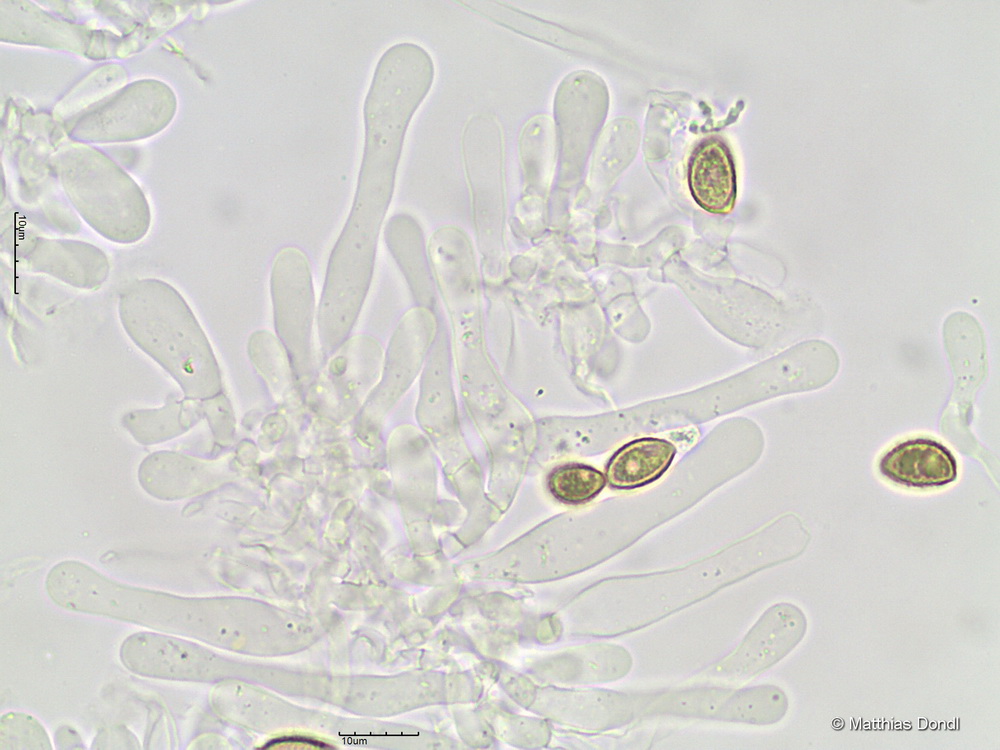 Hebeloma pseudofragilipes Beker, Vesterh. & U.Eberh.