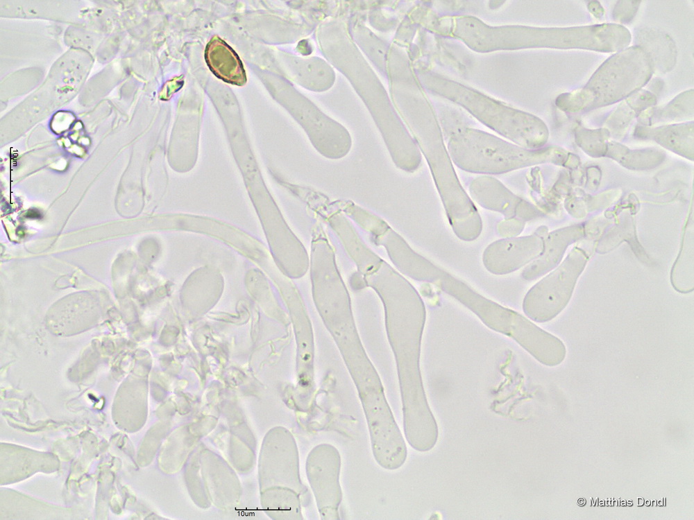Hebeloma pseudofragilipes Beker, Vesterh. & U.Eberh.