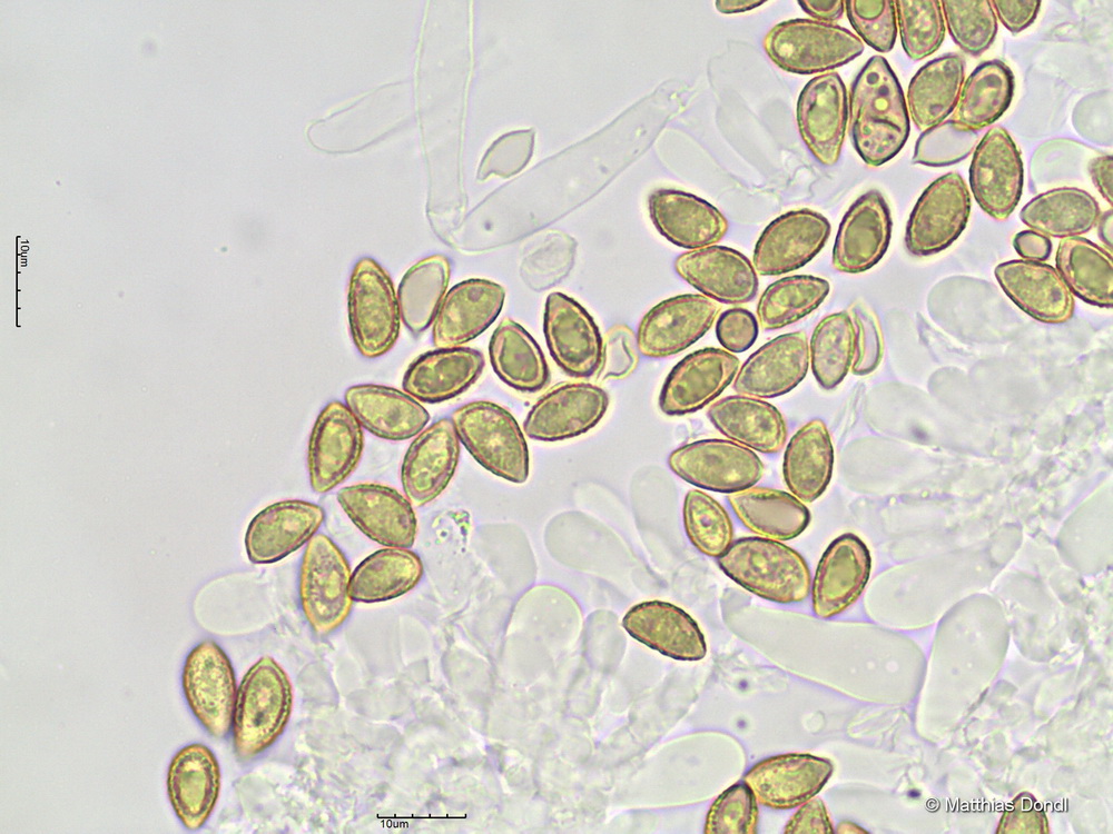 Hebeloma pseudofragilipes Beker, Vesterh. & U.Eberh.