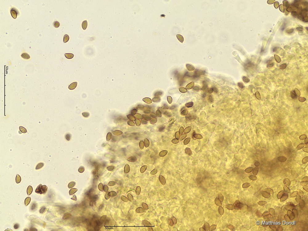 Hebeloma pseudofragilipes Beker, Vesterh. & U.Eberh.