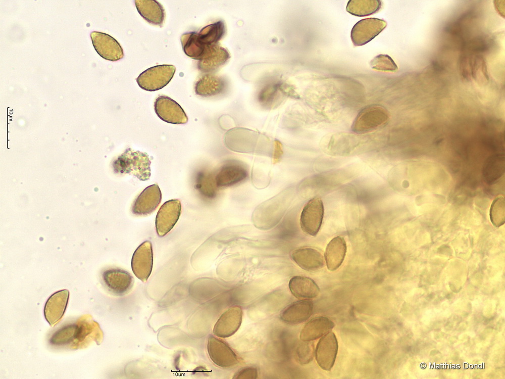 Hebeloma pseudofragilipes Beker, Vesterh. & U.Eberh.