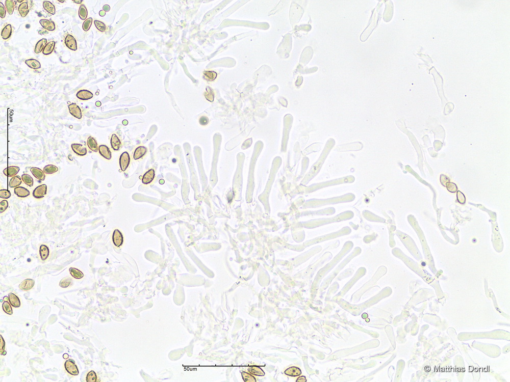 Hebeloma pseudofragilipes Beker, Vesterh. & U.Eberh.