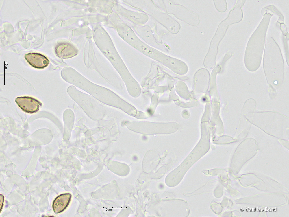 Hebeloma pseudofragilipes Beker, Vesterh. & U.Eberh.