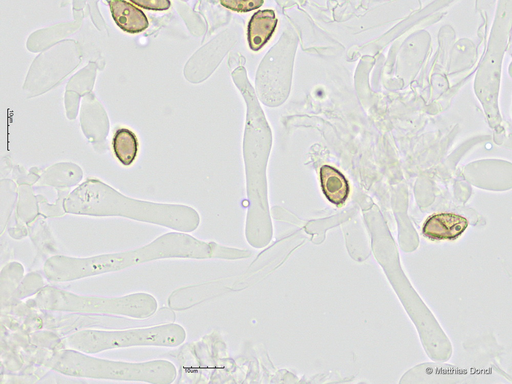 Hebeloma pseudofragilipes Beker, Vesterh. & U.Eberh.
