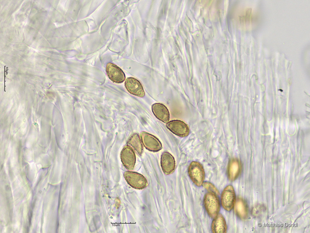 Hebeloma pseudofragilipes Beker, Vesterh. & U.Eberh.