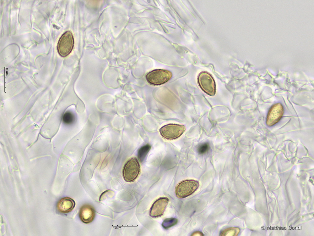 Hebeloma pseudofragilipes Beker, Vesterh. & U.Eberh.
