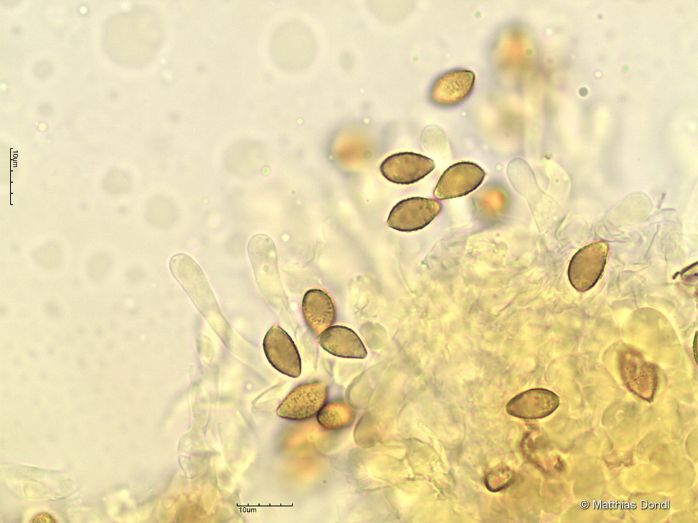 Hebeloma pseudofragilipes Beker, Vesterh. & U.Eberh.