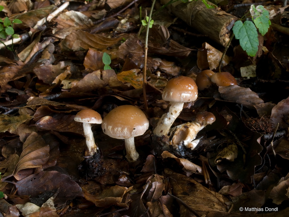 Hebeloma pumilum J.E. Lange