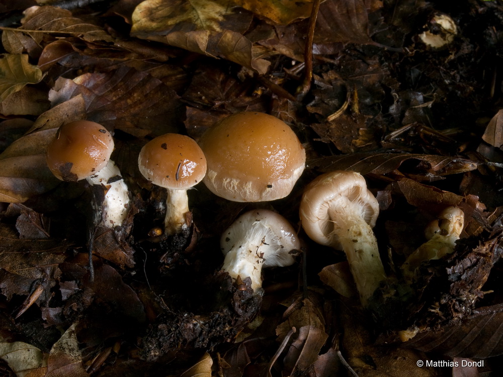 Hebeloma pumilum J.E. Lange