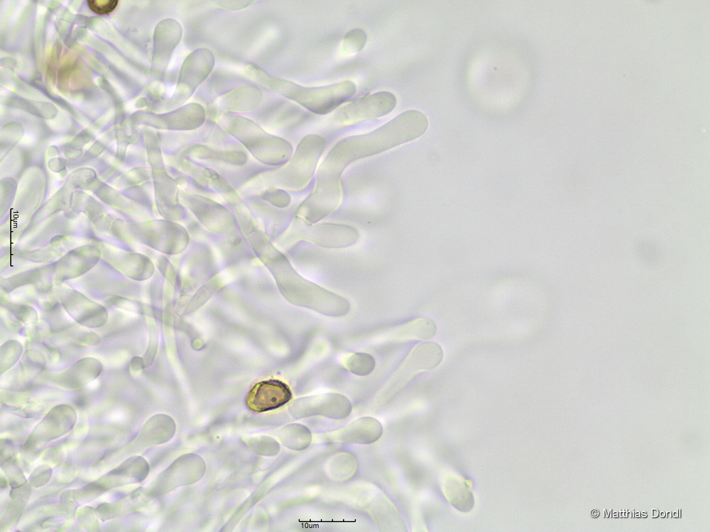 Hebeloma pumilum J.E. Lange
