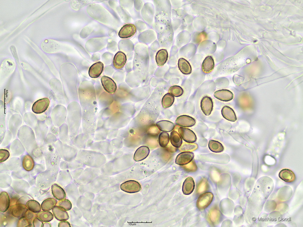 Hebeloma pumilum J.E. Lange
