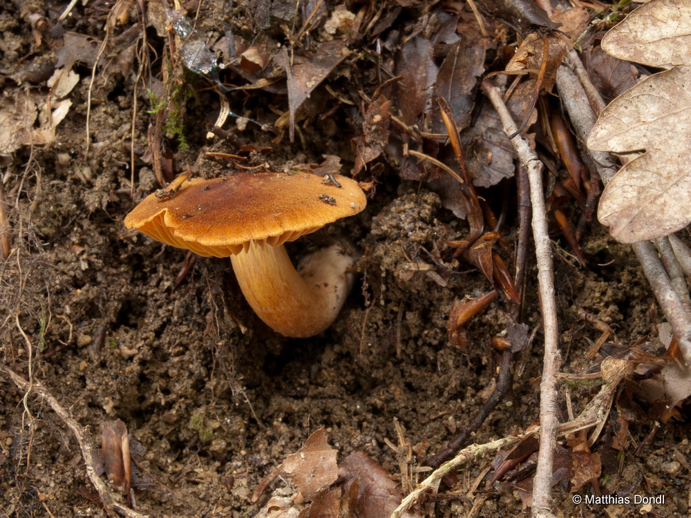 Cortinarius orellanus Fr.