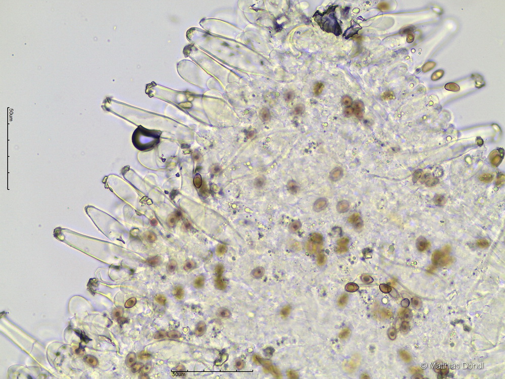 Inocybe flocculosa (Berk.) Sacc.