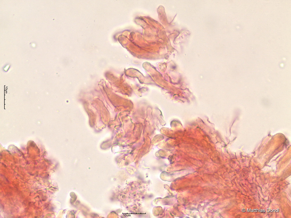 Hemimycena gracilis (Quél.) Singer