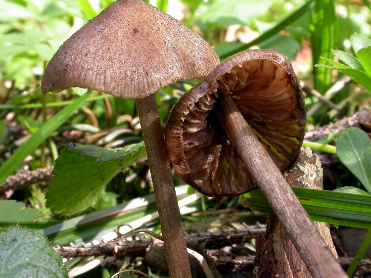 Bestimmungsfoto Nr. 8