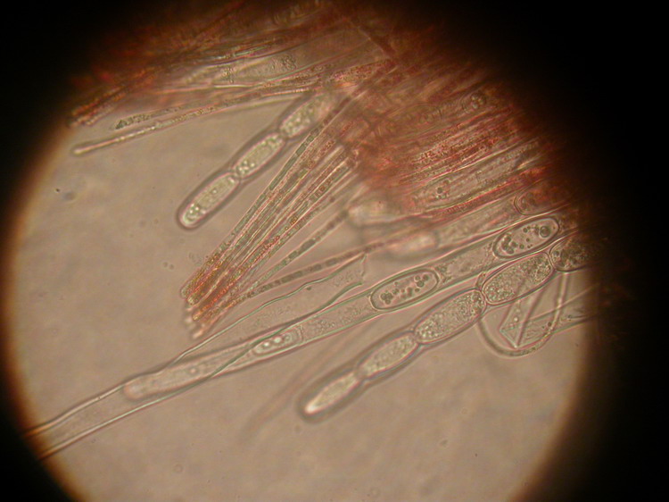 Bestimmungsfoto Nr. 16